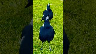 Magpie singing duo australian magpie sounds agt birds [upl. by Remot]