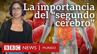 Por qué son tan importantes los microbios del intestino al que llaman quotsegundo cerebroquot [upl. by Sonny124]