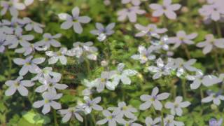 Gardening Tips amp Flowers  How to Grow Blue Star Creeper Pratia Angulata [upl. by Felicidad]