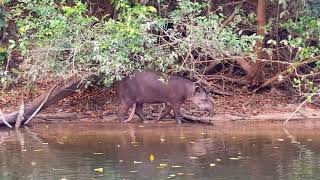 Brazilian 5legged Tapir [upl. by Norman]