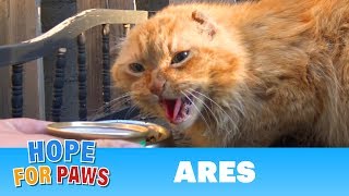 A cat with no ears no teeth and no home needs your help catrescue [upl. by Damalus928]