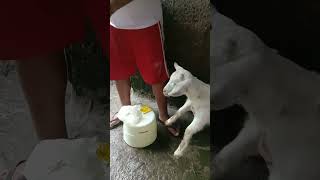 Day 3 GAMUTAN sa NAGTATAENG KAMBING Diarrhea sa mga kambing ngayong tag ulanmedyo nakakarecover na [upl. by Ariahs]