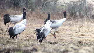 Blacknecked Cranes of Bhutan [upl. by Wolfgang]