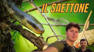 IL SAETTONE uno scalatore nato 🐍 Regno animale ep3 [upl. by Byrd]