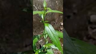 കിരിയാത്ത് നിലവേപ്പ് Andrographis paniculata [upl. by Rufford]