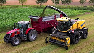 Gras hakselen  Chopping grass  New Holland FR 920  Massey Ferguson  Gras häckseln  2024 [upl. by Dumah345]