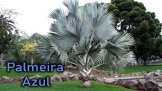 TIRE TODAS SUAS DÚVIDAS SOBRE A PALMEIRA AZUL BISMARCKIA NOBILIS [upl. by Odranoel353]