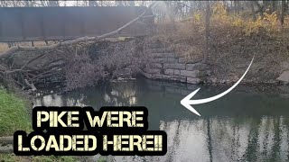 Northern Pike were LOADED by this Bridge Fall Bank Fishing [upl. by Gosnell270]