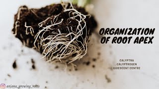 Organization Of Root Apex  Malayalam  Calyptra  Calyptrogen  Quiescent Centre [upl. by Enelym]