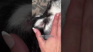 Zinc responsive dermatosis in huskies and sled dogs husky huskies [upl. by Yentruocal32]