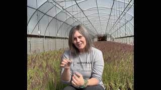 A Look at Pennisetum orientale Karley Rose in Bloom [upl. by Aidyl]