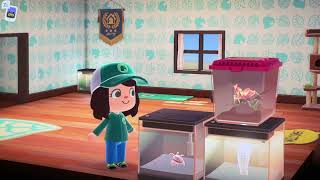 Animal Crossing House Tour 🏡🫶🐾 animalcrossing housetour pets [upl. by Peedsaj102]