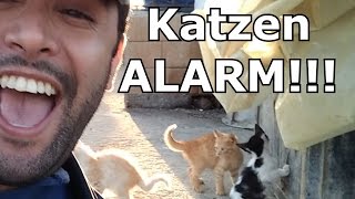 Katzen ALARM  Katzenkinder am Hafen [upl. by Ingaberg]