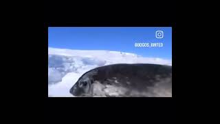 Fast Weddell Seal [upl. by Eppilihp]