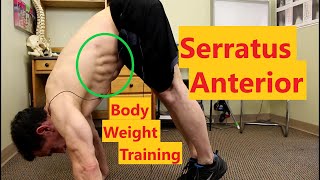 Serratus Anterior Exercises  Bodyweight Exercises [upl. by Atrebor]