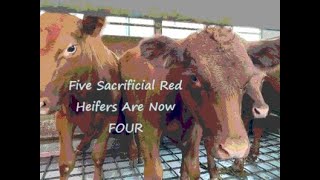 Passover Update Five Sacrificial Red Heifers Are Now Four [upl. by Boylston]