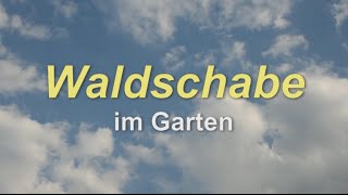 Waldschabe im Garten [upl. by Ahseinar]