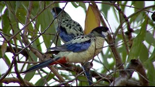 Australian Birds Birding Northern Territory Pt 3 KAKADU by Alana and Greg Dare [upl. by Dreda]