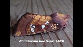 Part 22 Common Apamea Brocade and Borer Moths Family Noctuidae [upl. by Gerge566]