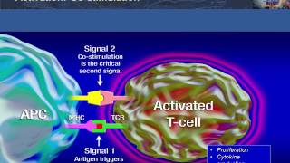 Antigen Presentation T Cell Activation and Deactivation [upl. by Olatha648]