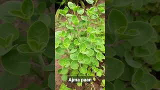 Ajwain plant  Ajma paan  Propagation jrf jrfhorticulture icarjrfhorticulture viralvideo [upl. by Coumas648]