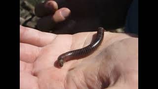 This millipede quickly uncurled itself [upl. by Odrareve]