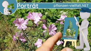 🖼️ Porträt 130  MoschusMalve 🐂🌸 Malva moschata  Steckbrief Essbar [upl. by Yekram113]