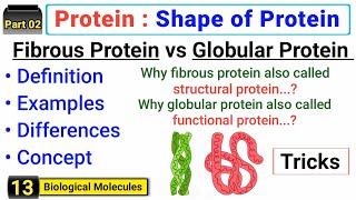 Shape of Proteins  Fibrous and Globular proteins  Functional vs Structural Protein  J Biology [upl. by Pierson]