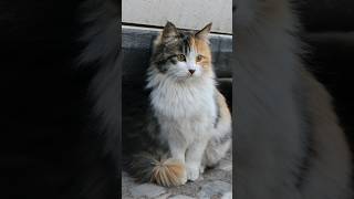 Why Do Persian Cats Have Flat Faces Unique Traits Explained [upl. by Enicul314]