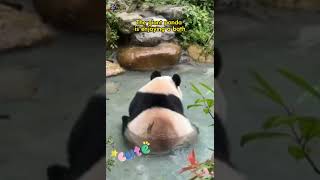 Why are giant pandas pigeontoed [upl. by Korenblat]