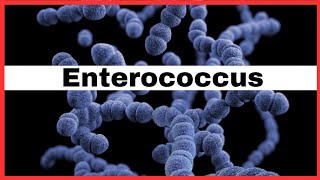 Enterococcus  E faecalis amp E faecium   what is Enterococcus  vre  microbiology [upl. by Adnhoj]