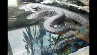 Giant Anaconda Ratsnake and Mangrove snakes [upl. by Harelda]