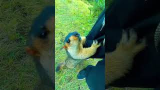 Cute Wild animal bobak marmot or prairie dog eating cookies yummy 67 [upl. by Oniram300]