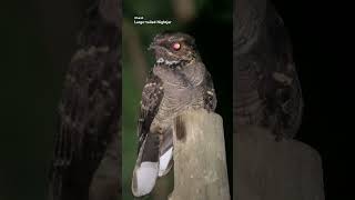 Watching a Largetailed Nightjars in NIGHT WALK at Cat Tien Jungle birds nature wildlife animals [upl. by Hazmah919]