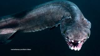 The Frilled Shark is One Frightening Fish [upl. by Erie]