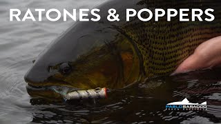 Piques de dorados con poppers y ratones Todo en superficie [upl. by Etselec97]