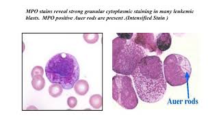 histochemical and cytochemical techniques DMLT2 [upl. by Dani365]