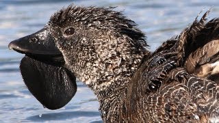 Remarkable Musk Ducks – Lake Wallace [upl. by Rayham505]