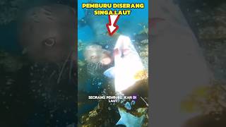 PEMBURU IKAN DISERANG SINGA LAUT shorts [upl. by Timms]