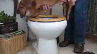 Bladder expressing for a paralyzed dog [upl. by Anatak]