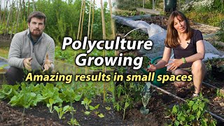 Polyculture Planting  Incredible Way to Increase Production in a Small Space Vegetable Garden [upl. by Ahsirahc]