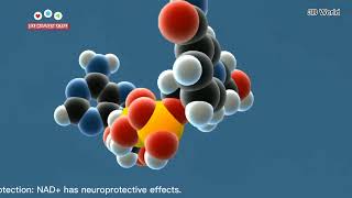 NAD NADP And NADPH These are main source of producing Energy in human Body Watch In 3D View [upl. by Mcclenaghan]