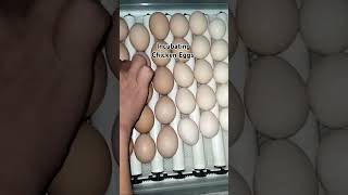 Incubating Chicken Eggs chickeneggs egg eggincubator fyp youtubeshorts shorts [upl. by Desdee]