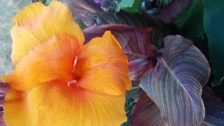 Overwintering Canna Lilies [upl. by Petr]