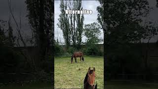 🐴 Wie dein Pferd lernt sich zu regulieren 🐴 [upl. by Oribella]