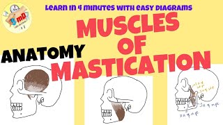 Muscles of Mastication  ANATOMY  Easy notes for exam and Viva [upl. by Fiorenza215]