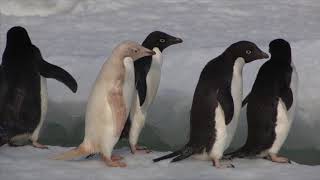 Adelie Penguins in Antarctica 2014 [upl. by Aizirtap]