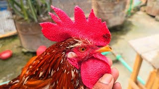 Most Beautiful Chicken Breeds  Australorp Rooster Crowing  Rooster Crowing Sounds Effect [upl. by Ennoval257]