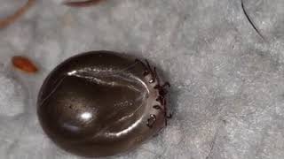 Alive Huge and Engorged Tick I Have Never Seen Anything Like this🤮 [upl. by Mcleroy]