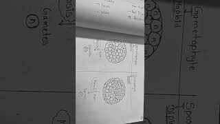 Difference between Gametophyte and Sporophyte [upl. by Nera]